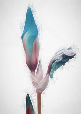 iris gladiolus in the garden