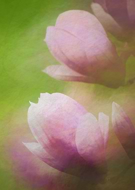 magnolia blooming on tree