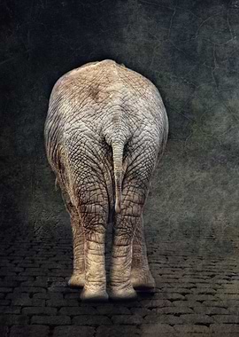 elefant
