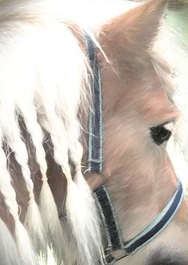 horse pony in the farm