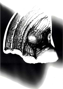 A photogram I made during an art lesson