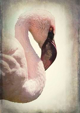 lesser flamingo Phoenicona