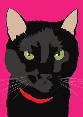 Black cat with pink background