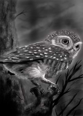 Small owl watching for prey...