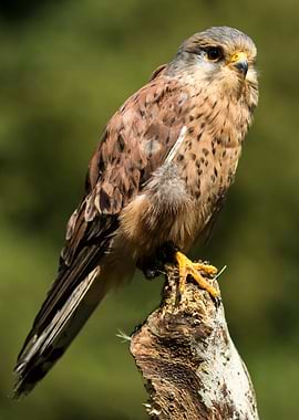 Maverick, an American Kestrel