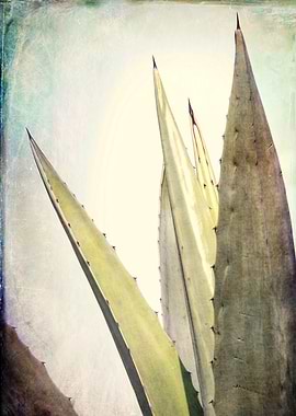 agave plant in the garden