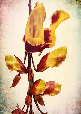 thumbergia mysorensis exotic flower