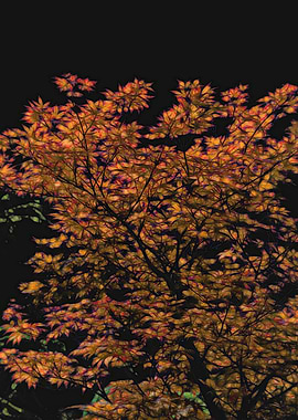 maple in autumn