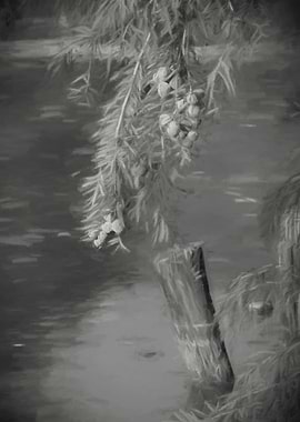 reflection on pond in autumn