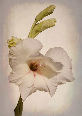 petunia flower in the garden