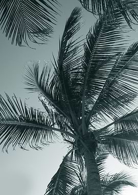 Palm tree