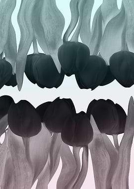 Black tulip