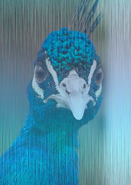 Blue peacock