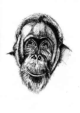 orangutan
