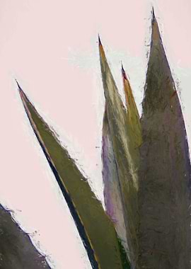 agave plant in the garden