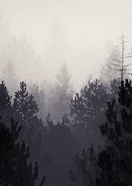 INSIDE FOREST by Monika Strigel