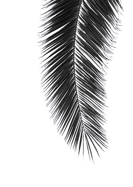 BLACK PALM LEAVE by Monika Strigel