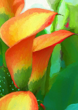 colored calla lily in the garden