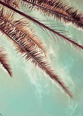 beach; ocean, sunset, palm trees, canon, camera, vintag ...