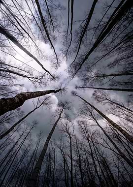 Trees, trees everywhere!