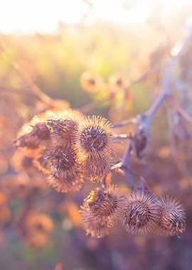 Flowers in autumn sunset