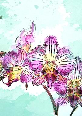 Orchids 02