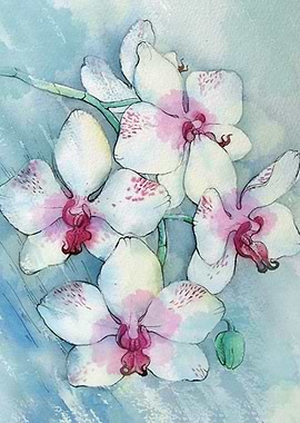 Orchids 01