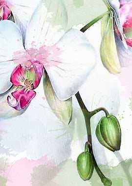 Orchids 04