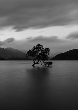 Lonely Tree of Lake Wanaka