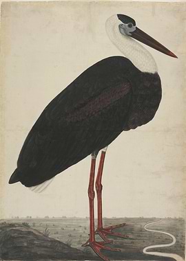 Vintage Book Illustration - Black Stork in a Landscape, ...