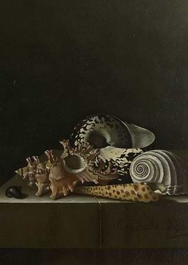 Adriaen Coorte - Shells on a Stone Plinth, 1698, oil on ...