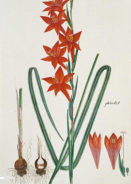 Vintage illustration of flowers