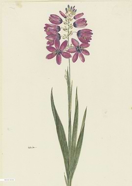 Vintage illustration of flowers