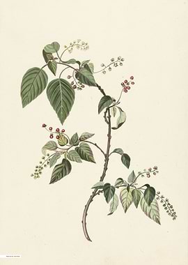 Vintage illustration of flowers