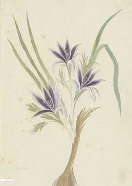 Vintage illustration of flowers