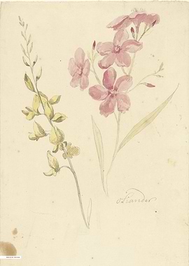 Vintage illustration of flowers
