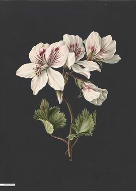 Vintage illustration of flowers