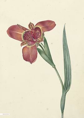 Vintage illustration of flowers