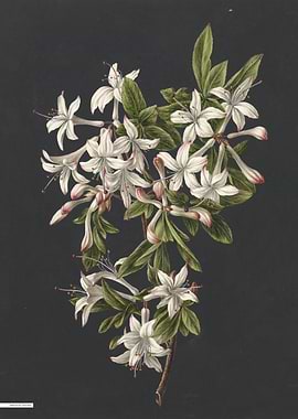 Vintage illustration of flowers