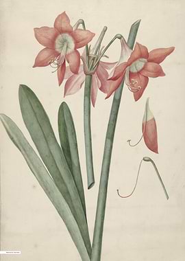 Vintage illustration of flowers