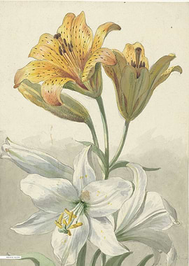 Vintage illustration of flowers