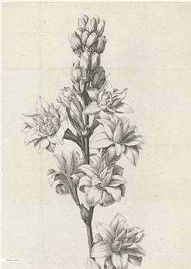 Vintage illustration of flowers