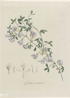 Vintage illustration of flowers
