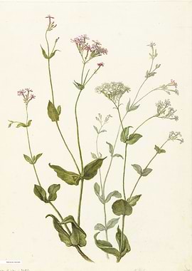 Vintage illustration of flowers