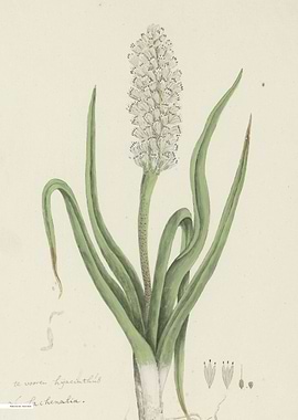 Vintage illustration of flowers