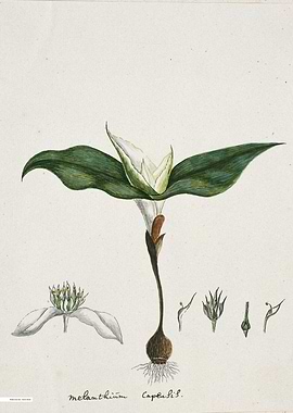 Vintage illustration of flowers