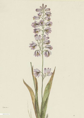 Vintage illustration of flowers