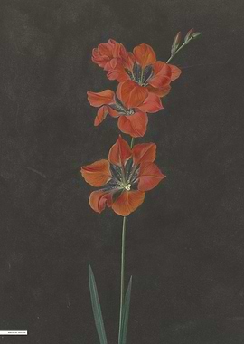 Vintage illustration of flowers