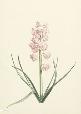 Vintage illustration of flowers