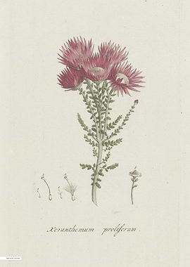 Vintage illustration of flowers